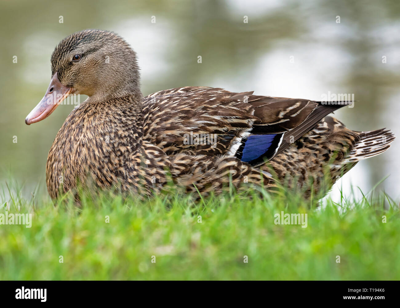 Mallard Duck (Female) Stock Photo