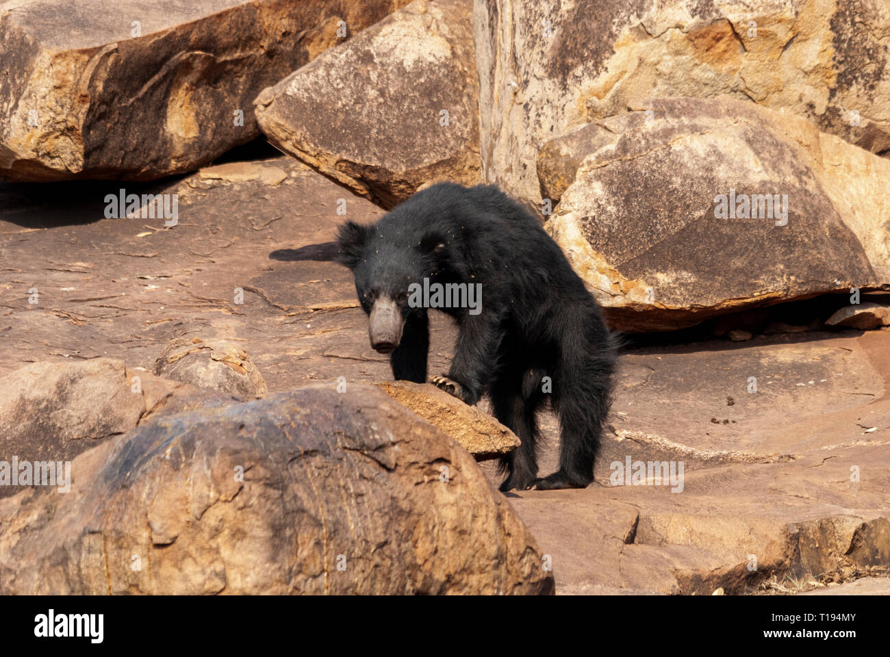 Sloth Bear feeding at Daroji Bear Sanctuary,Karnataka,India Stock Photo - Alamy Sloth Bear feeding at Daroji Bear Sanctuary,Karnataka,India Stock Photo - Alamy