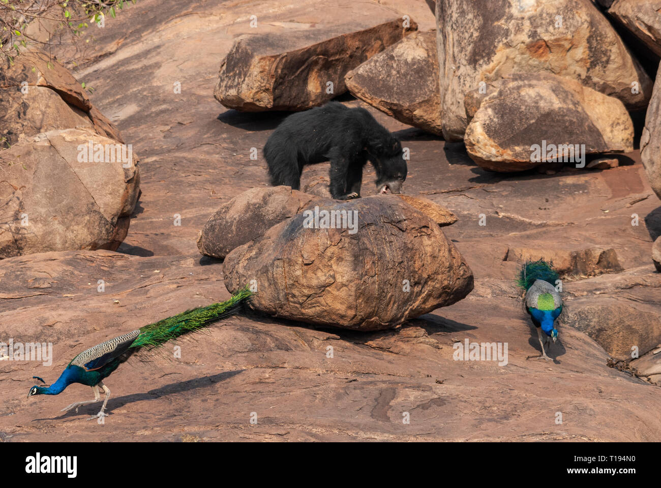 Sloth Bear And Peacock Feeding At Daroji Bear Sanctuary,Karnataka,India ...