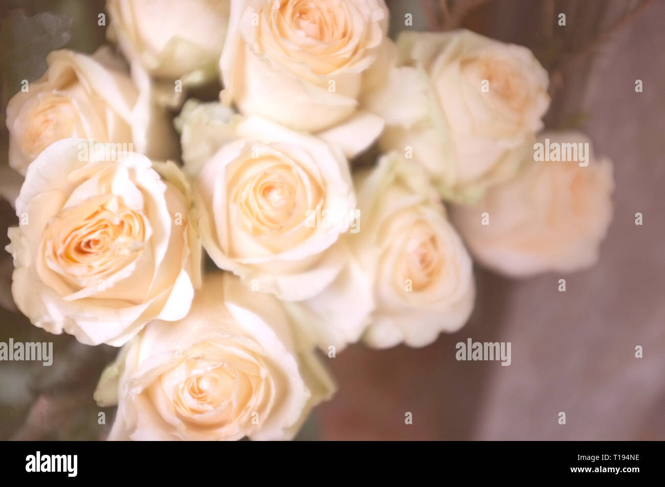 Bright pink roses background Stock Photo - Alamy