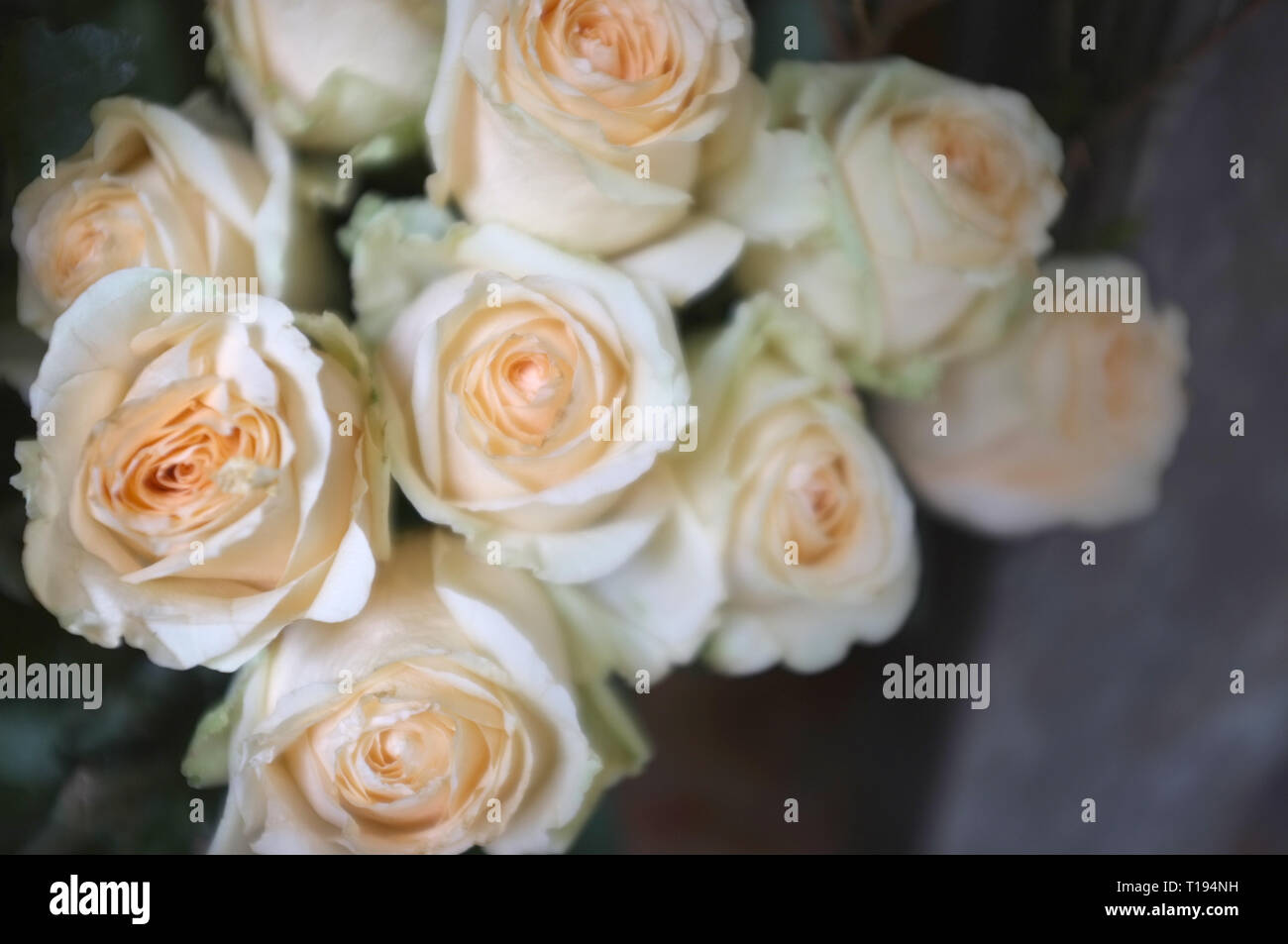 Bright pink roses background Stock Photo - Alamy