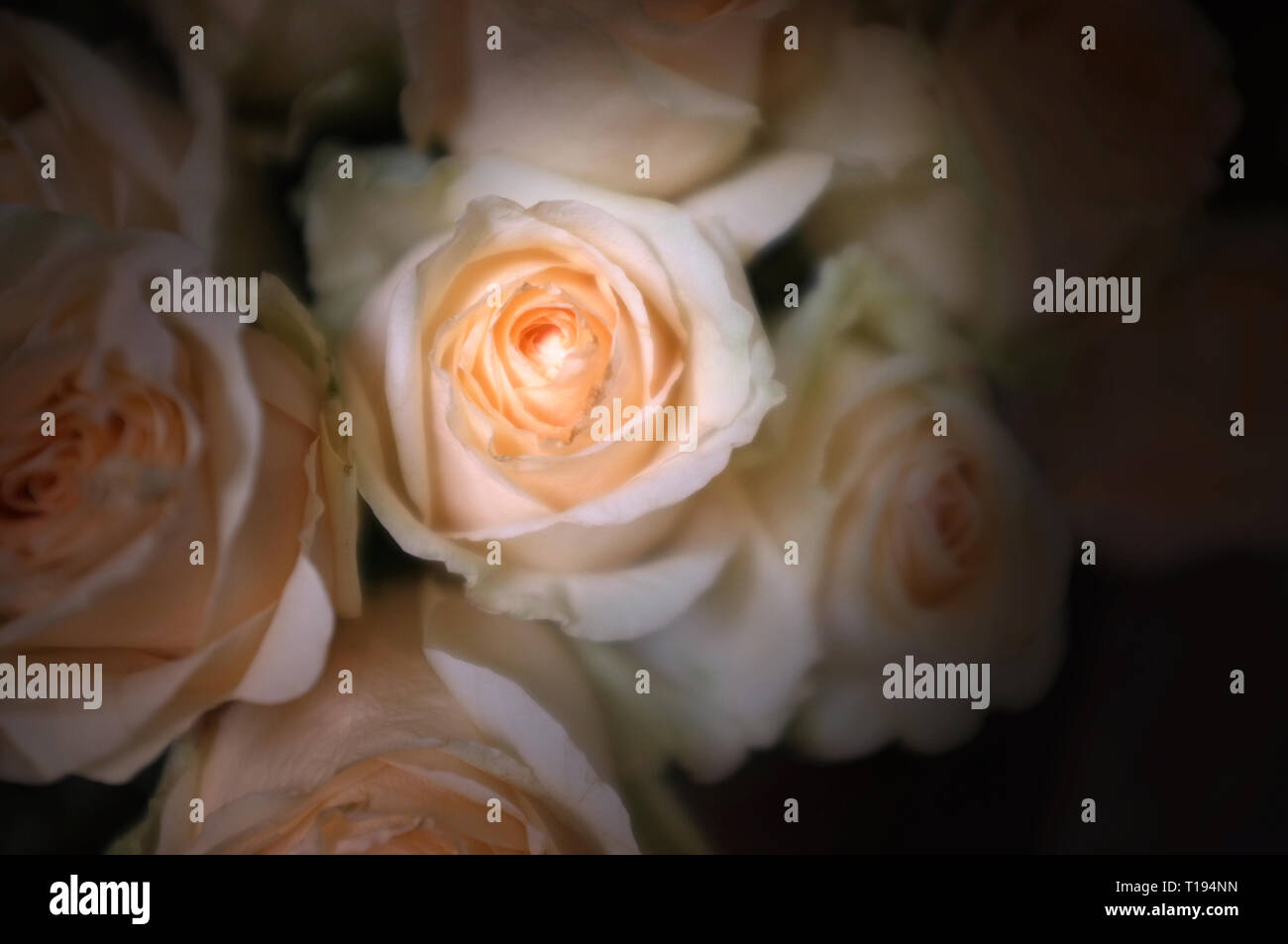 Bright pink roses background Stock Photo - Alamy