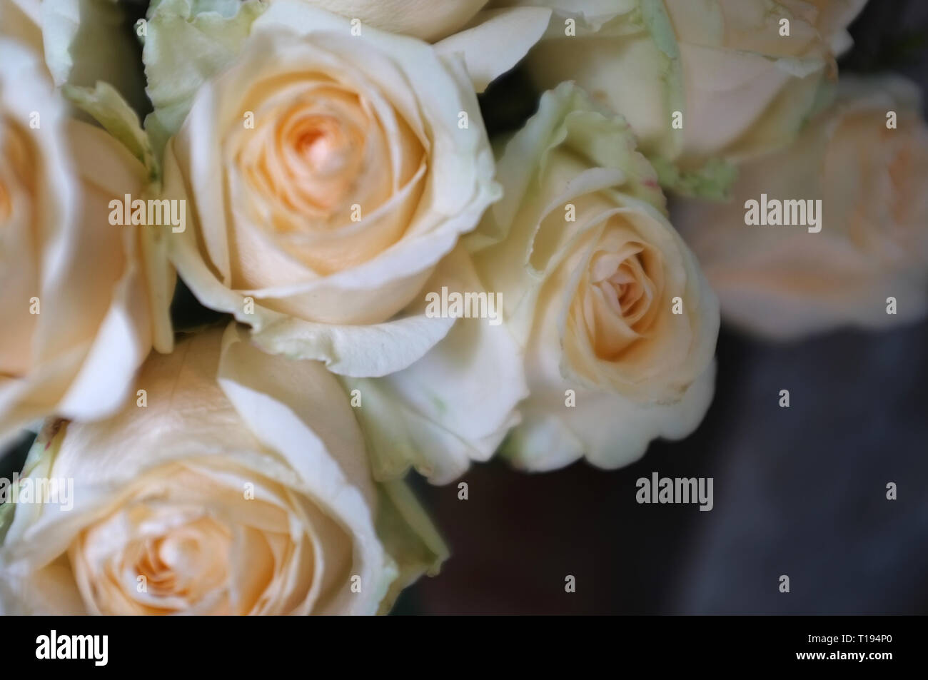 Bright pink roses background Stock Photo - Alamy