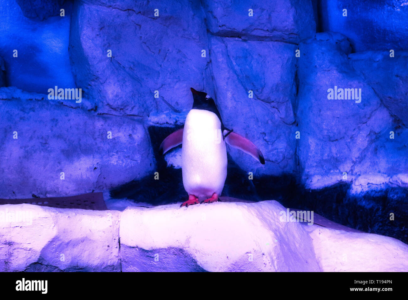 This unique image shows a penguin in the zoo sea life in Bangkok. this is an award winning animal photo Stock Photo