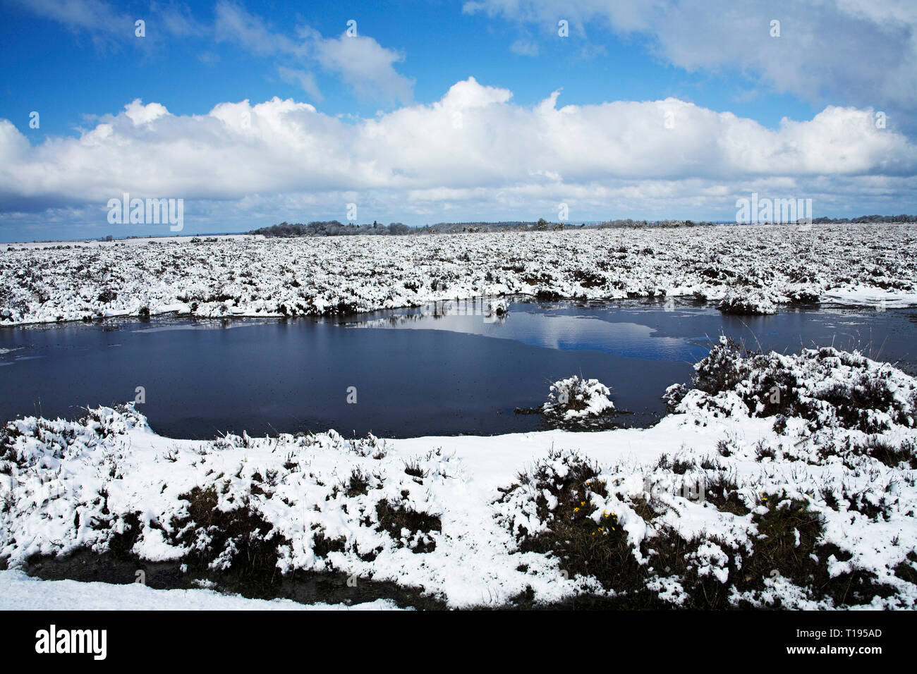 Snow covered heathland and small pools Ocknell Plain New Forest National Park Hampshire England Stock Photo