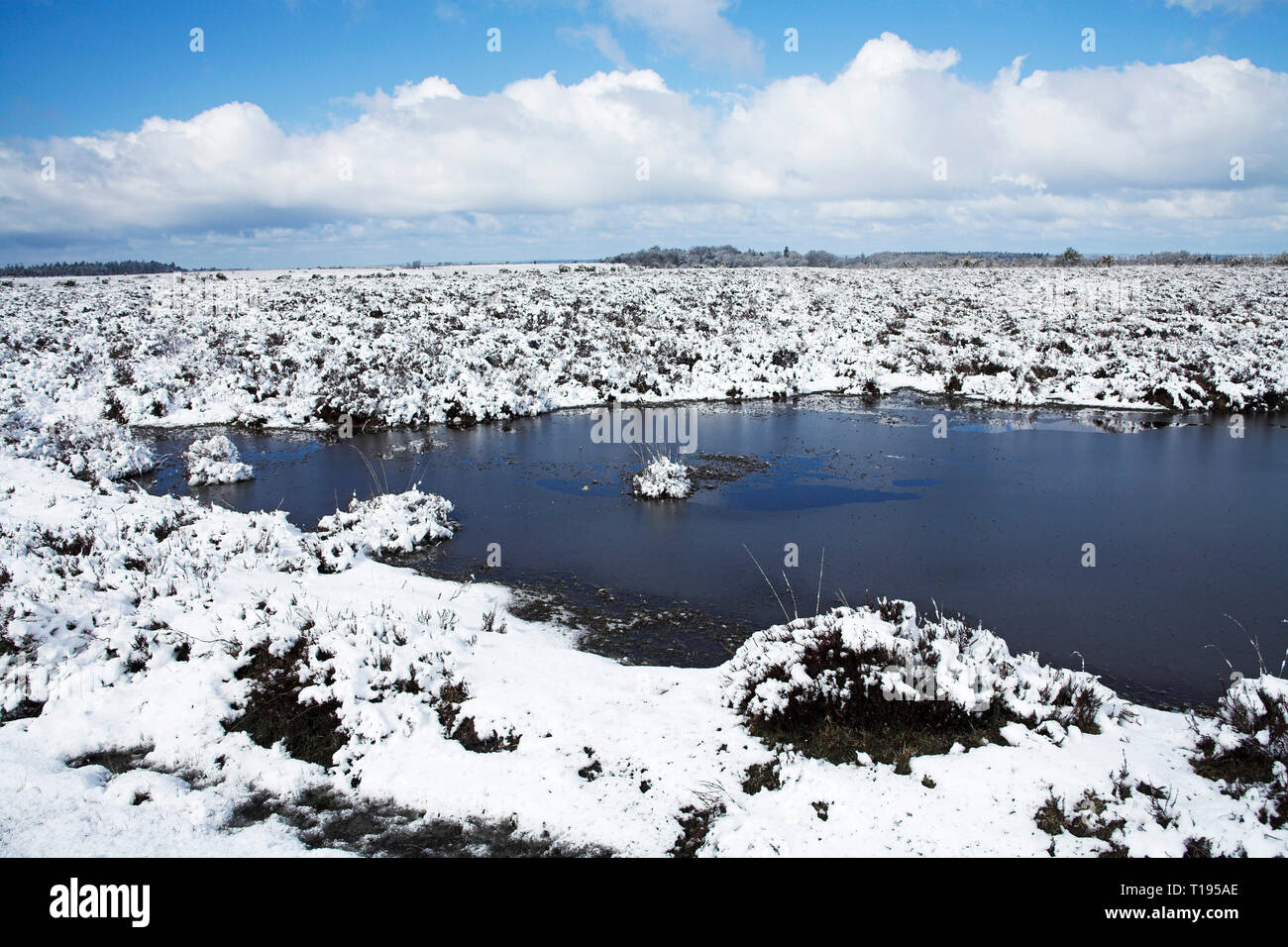 Snow covered heathland and small pools Ocknell Plain New Forest National Park Hampshire England Stock Photo