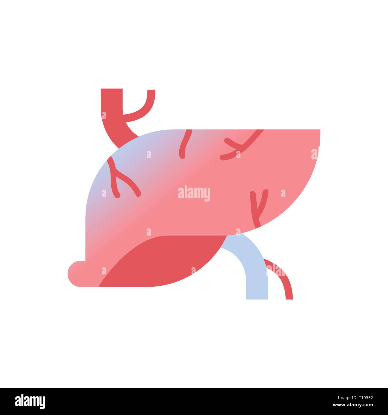 liver icon human body organ anatomy healthcare medical concept white ...