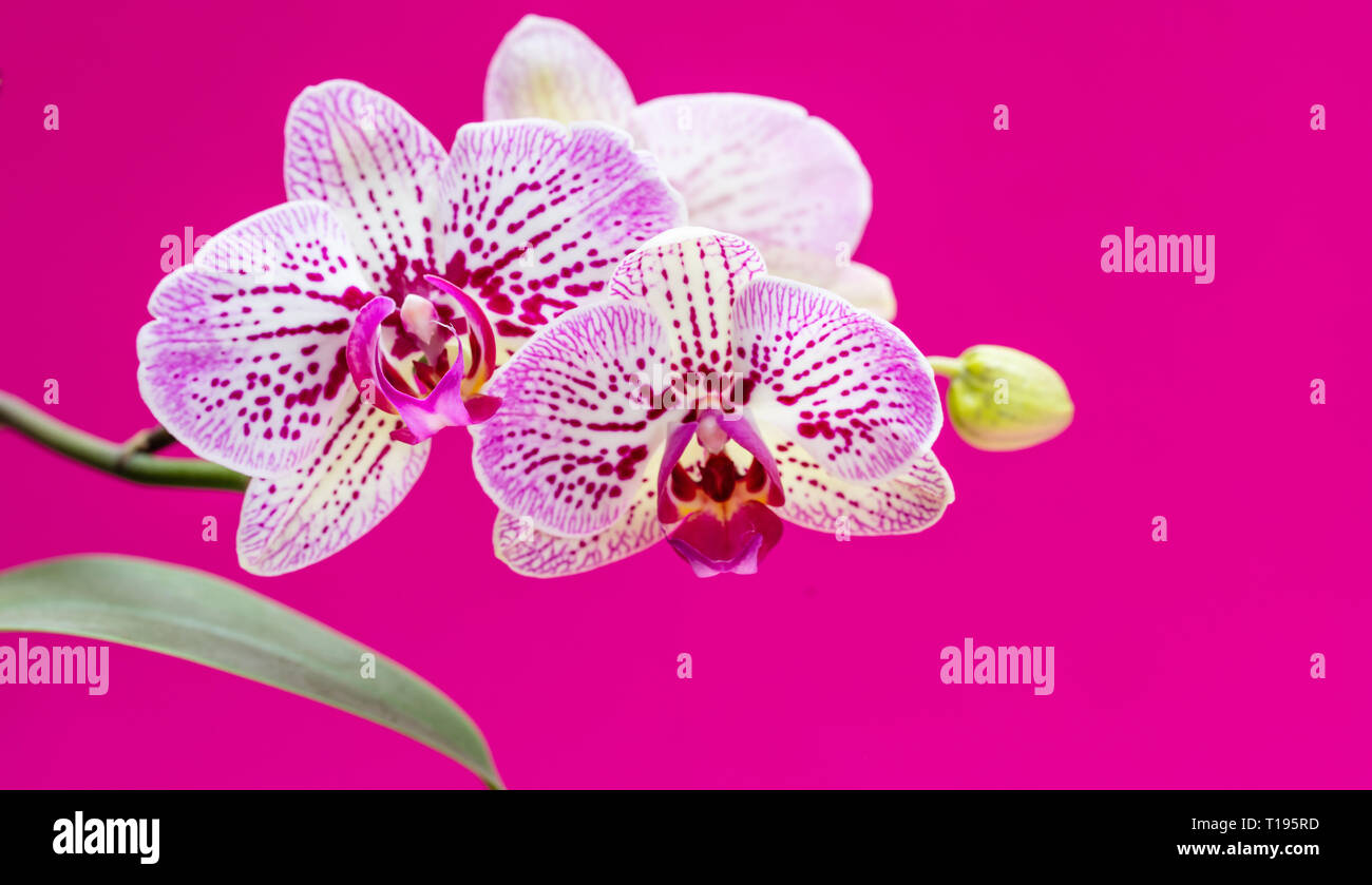 Hoa lan là loài hoa đẹp và quý giá, mang lại cảm giác thanh lịch và sang trọng cho văn phòng hay sân vườn. Hình ảnh các loài hoa lan với màu sắc tươi sáng sẽ chắc chắn thu hút sự chú ý của bạn đến những bức ảnh về chúng.