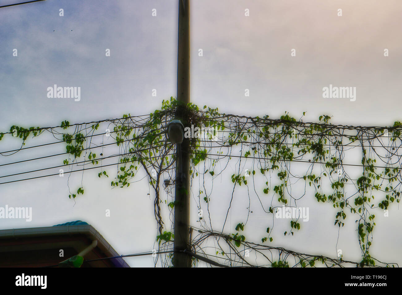 Telephone lines in asia hires stock photography and images Alamy