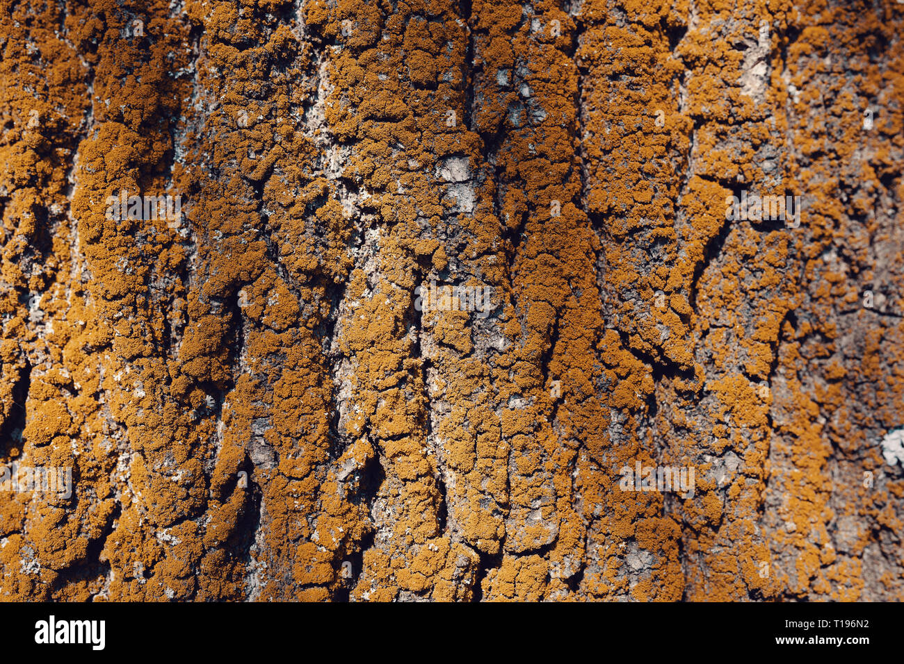 Tree bark texture pattern for background or backdrop. Graphic stuff ...