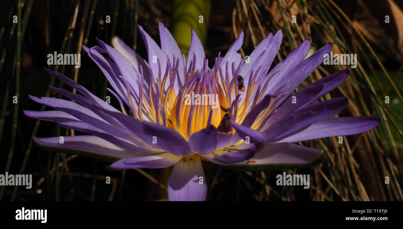 Purple lotus flower on a pond with stingless, native bees feeding within the beautiful petals. Stock Photo