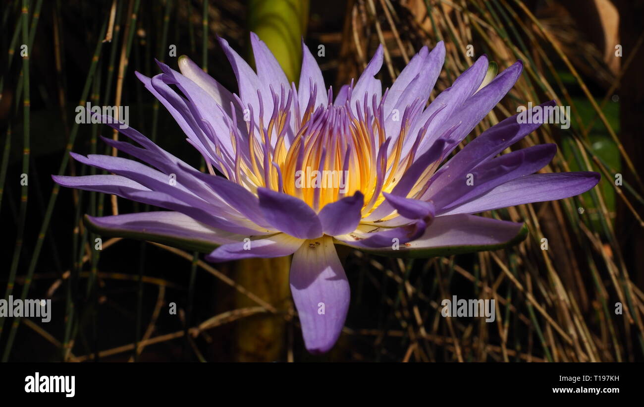 Blue lotus flowers. Stunning purple flowers that grow in water, the amazing purple lotus with the yellow centre is just beautiful. Stock Photo