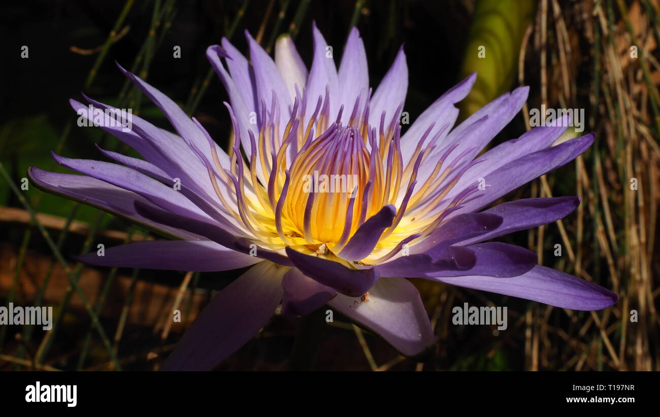 Blue lotus flowers. Stunning purple flowers that grow in water, the amazing purple lotus with the yellow centre is just beautiful. Stock Photo