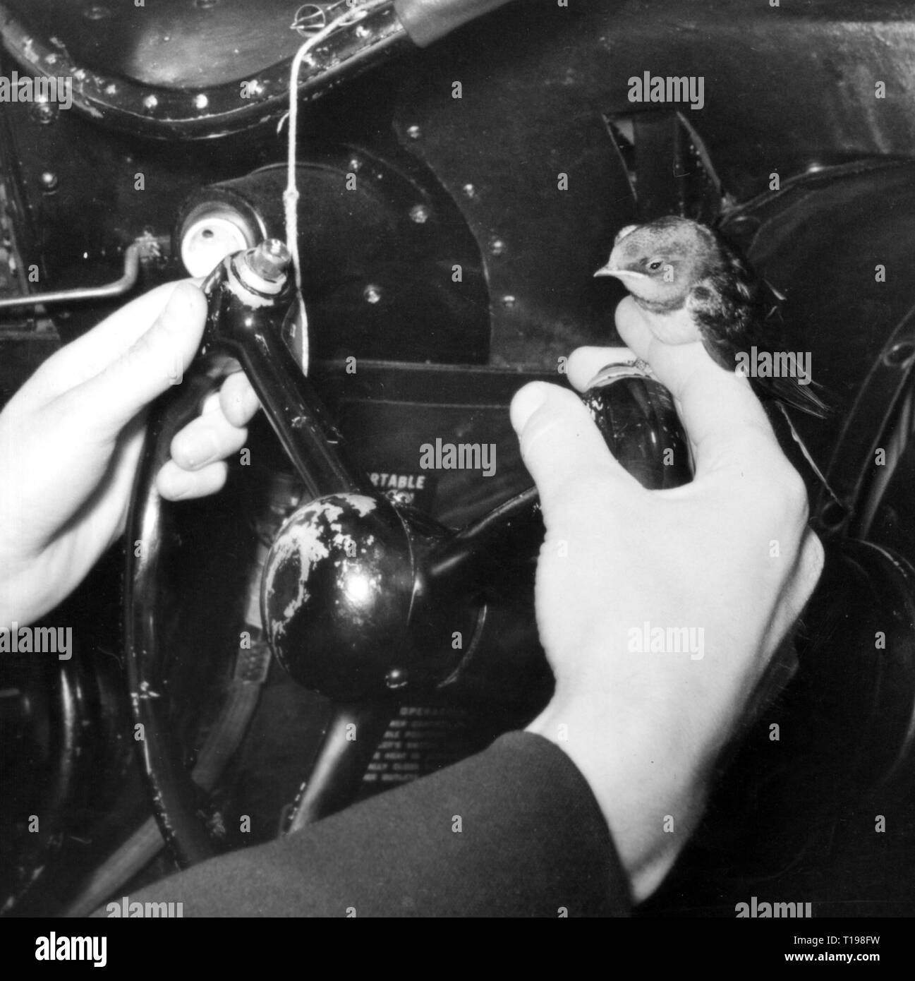 transport / transportation, aviation, oddities, a little bird is sitting on the finger of the pilot, cockpit an aircraft of the Scandinavian Airlines System, 1950s, Additional-Rights-Clearance-Info-Not-Available Stock Photo
