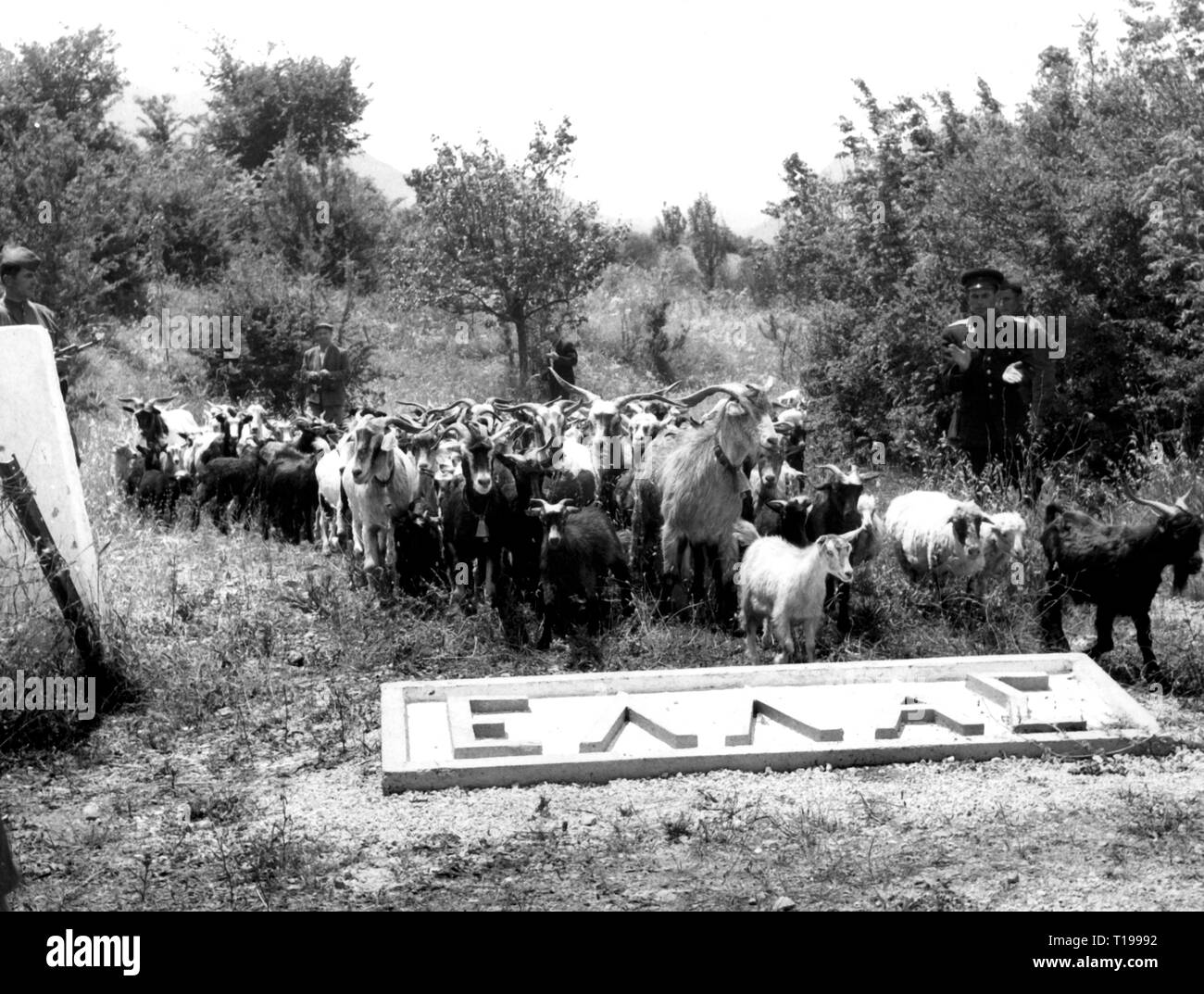 Greek Civil War 1946 - 1949, return of the hostages taken by the Democratic Army from Albania, arrival at the Greek border, 15.6.1962, a farmer with his herd of goats, animals, late sequelae, politics, policy, Greece, people, displaced person, kidnapping, kidnappings, taking of hostage, taking of hostages, liberation, liberations, home coming, homecoming, return home, repatriates, victims of the communist, DSE, Dimokratikos Stratos Elladas, civilian casualties, civilian, civilians, war, wars, 20th century, 1960s, army, armies, hostage, hostages, , Additional-Rights-Clearance-Info-Not-Available Stock Photo