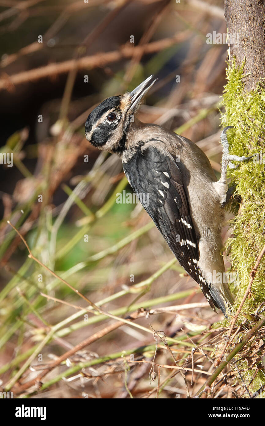 Hairy woodpecker (Leuconotopicus villosus) in a forest in Western Washington state, USA Stock Photo