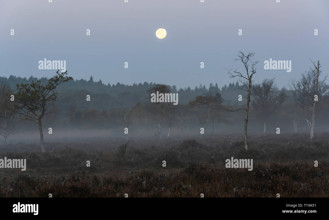 Morning at the National Park New Forest with birches, heather and with fog and full moon. Stock Photo