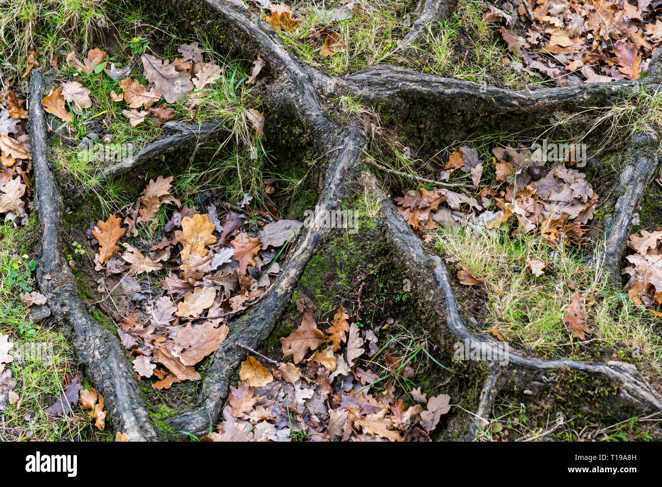 Roots pattern of oak tree on the ground near Puttles bridge in New ...