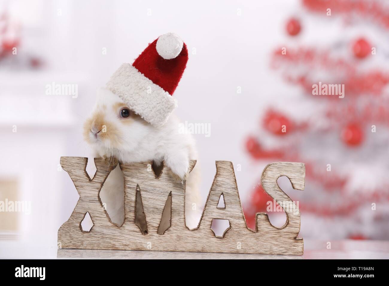 young rabbit Stock Photo