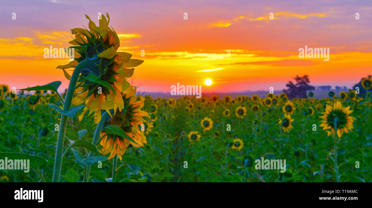 Early morning field of sunflowers under rising sun Stock Photo