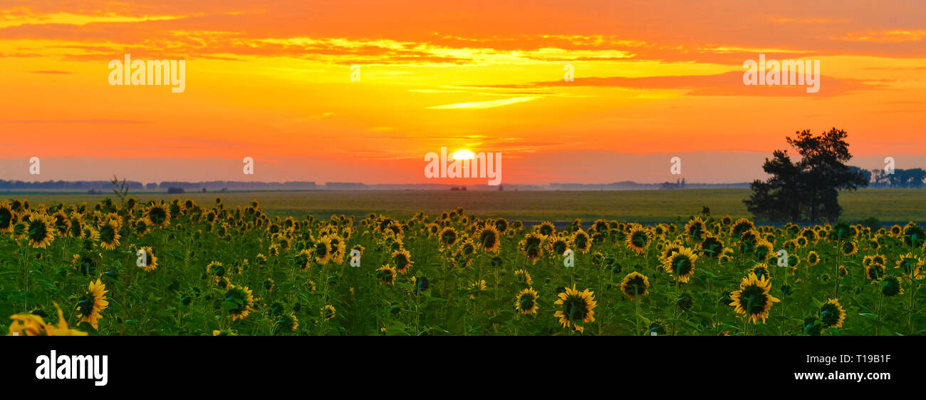 Sunflower Rising Sun Rising sun land of the hi-res stock photography and images - Alamy