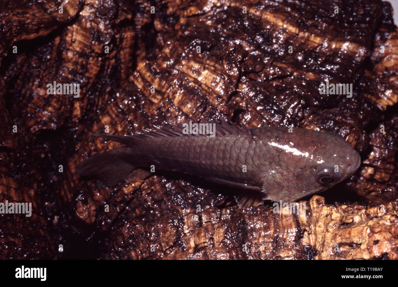 Climbing perch (Anabas testudineus), climbing on wood Stock Photo Alamy