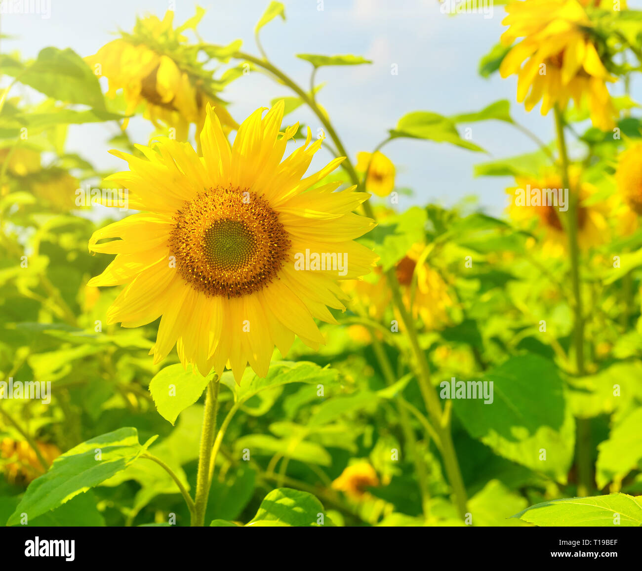 Close sunflower hi-res stock photography and images - Alamy
