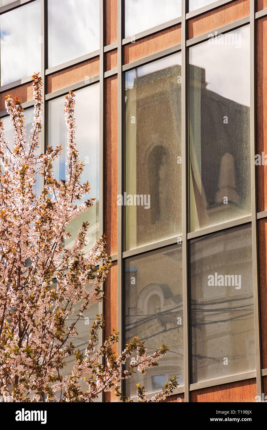 apple blossom in the town. beautiful urban scenery in springtime. blooming twig in front of a modern building with glass facade reflecting old archite Stock Photo