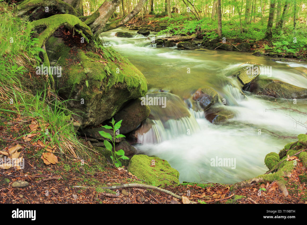 bank of the forest river. beautiful summer nature scenery. trees and mossy boulders on the shore of a stream. long exposure Stock Photo