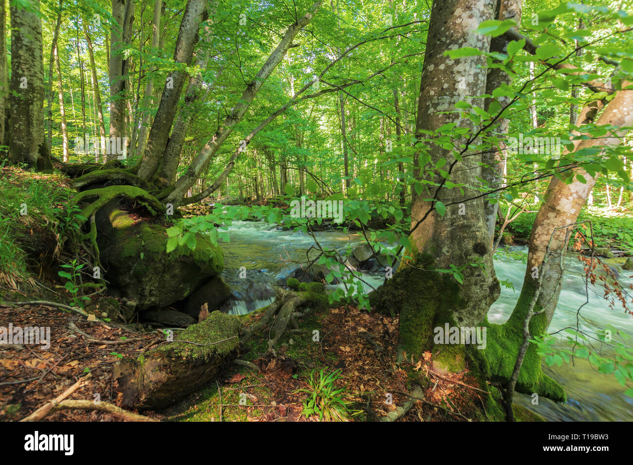 bank of the forest river. beautiful summer nature scenery. trees and mossy boulders on the edge of a shore in dappled light. long exposure Stock Photo