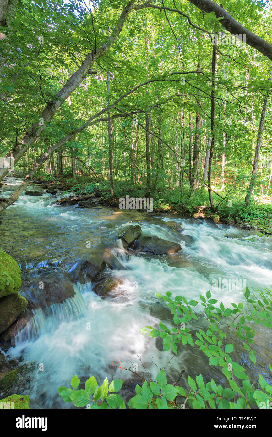 bank of the forest river. beautiful summer nature scenery. huge rocks form a cascade on the creek. twigs hang above the flow. trees and mossy boulders Stock Photo