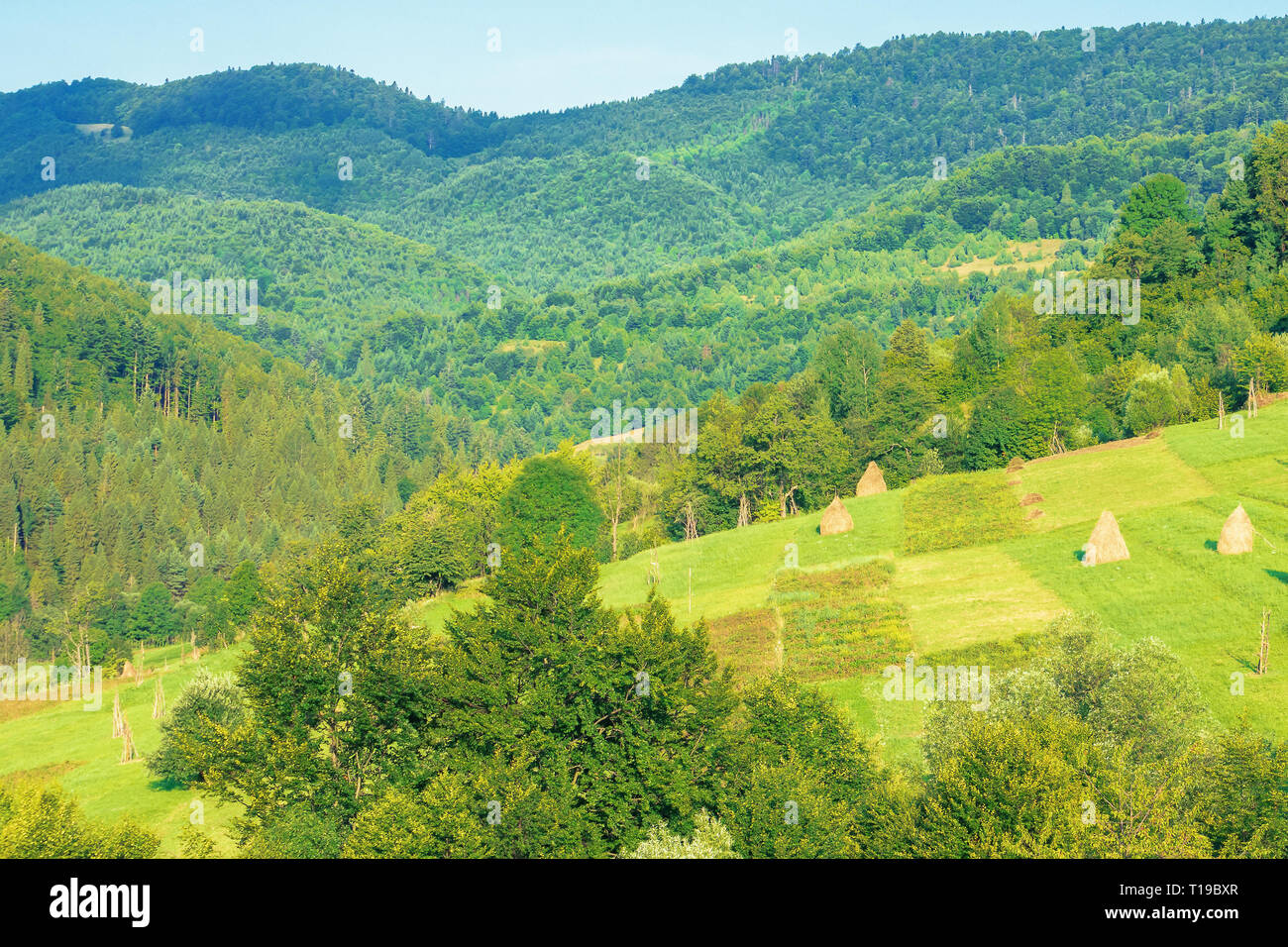 haystacks on rural field in mountains. beautiful countryside scenery in summertime Stock Photo