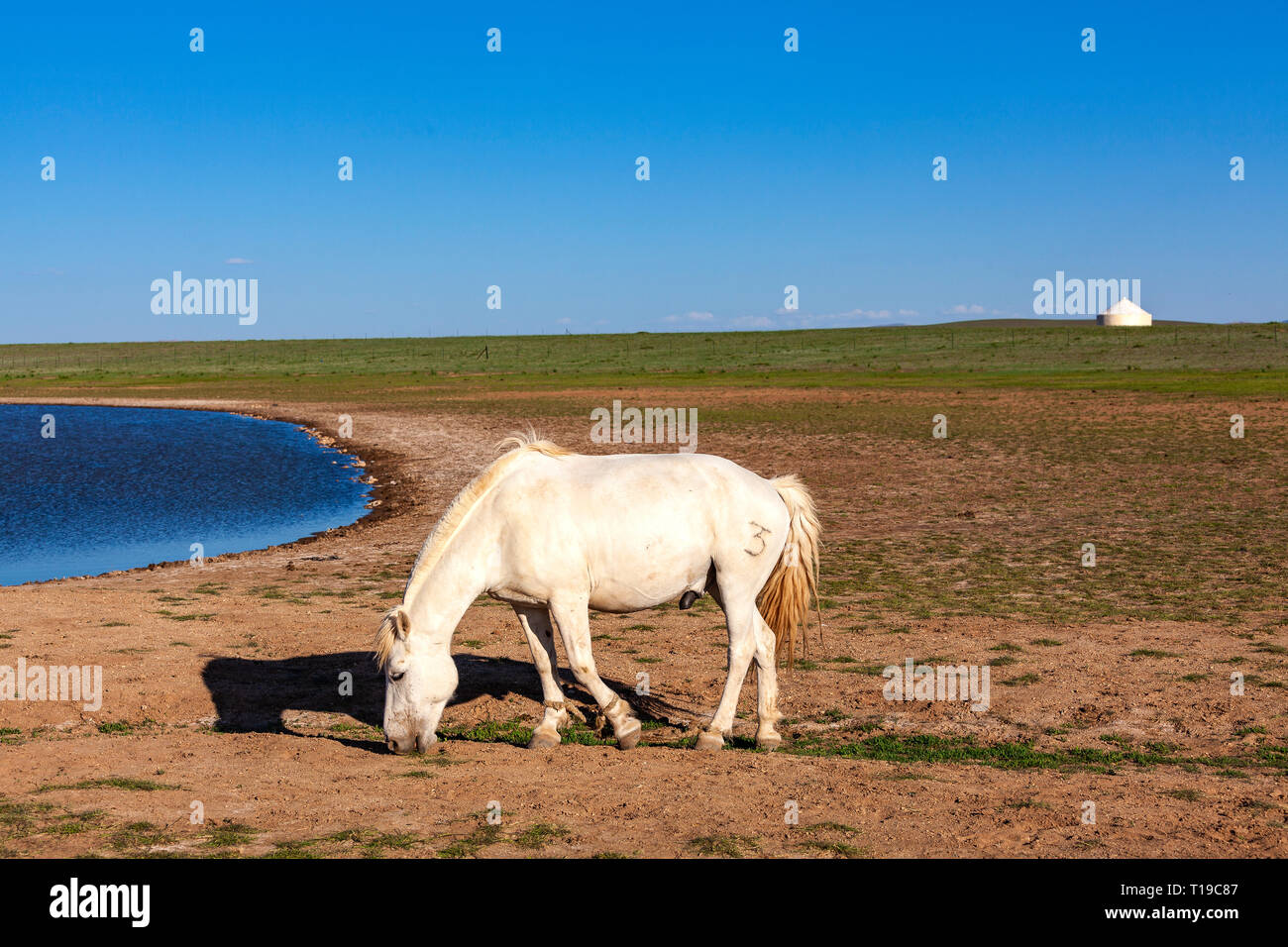 A white horse  at the Gegentala grasslands north of Hohhot in Inner Mongolia, China. Stock Photo