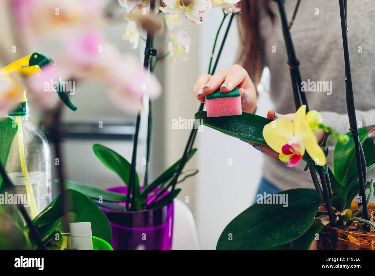 Sponge plant pot hires stock photography and images Alamy