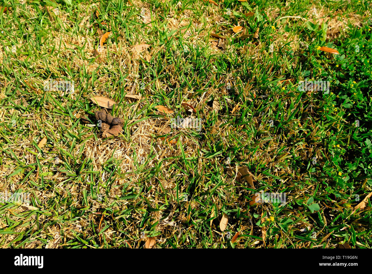 Evidence of irresponsible dog owner; canine feces on lawn; dog poo; dog