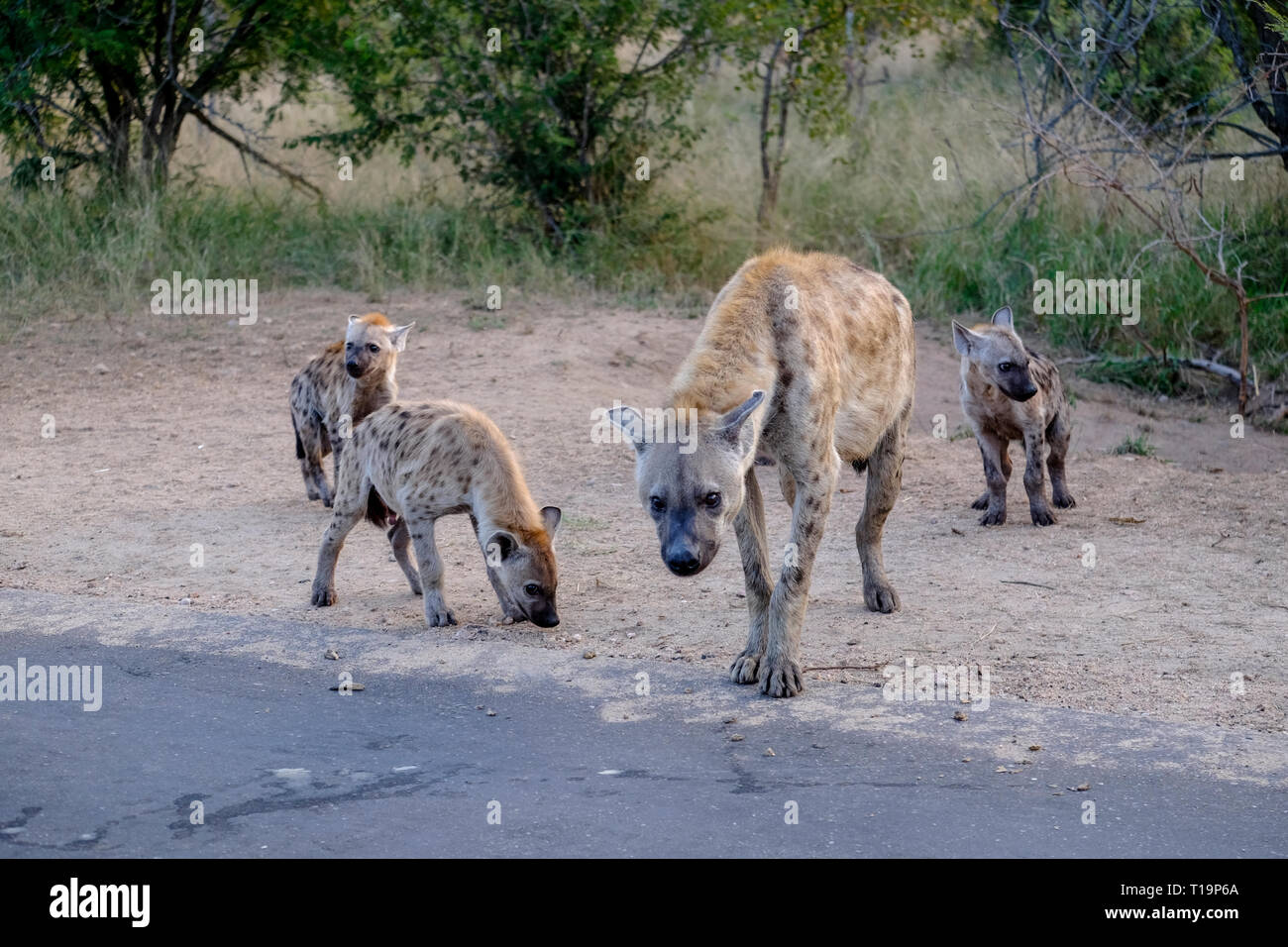 Family of hyenas and cubs Stock Photo - Alamy