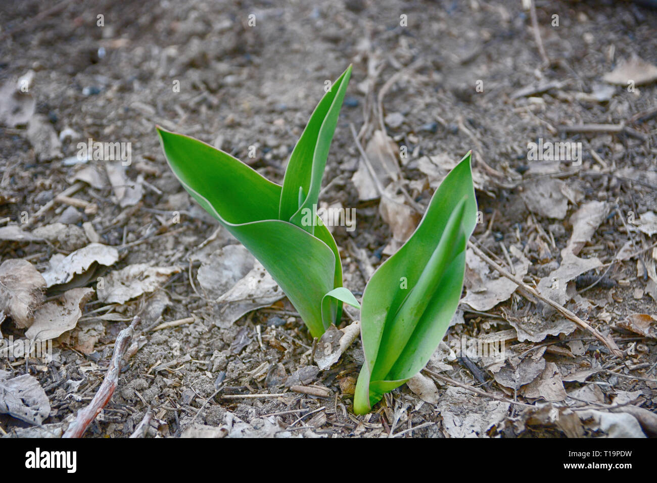 what do tulip sprouts look like