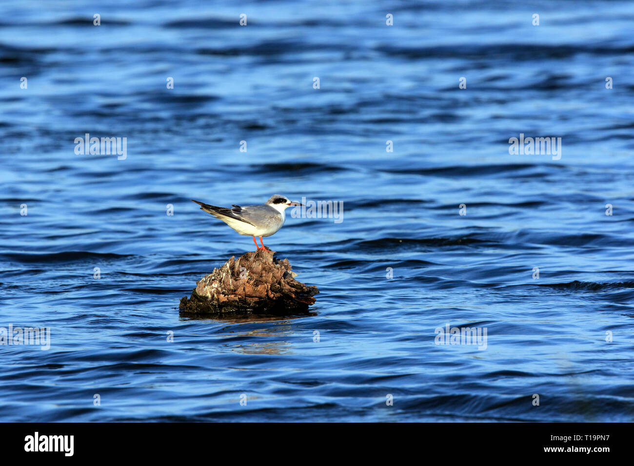 Forster's Tern Sterna forsteri)  perched on a tree trunk in the middle of water. Stock Photo