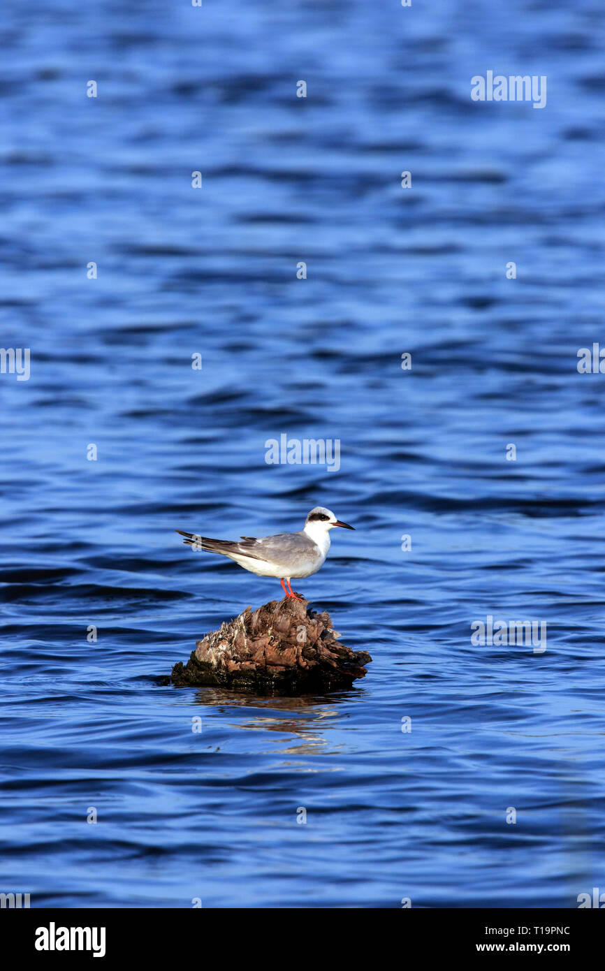 Forster's Tern Sterna forsteri)  perched on a tree trunk in the middle of water. Stock Photo