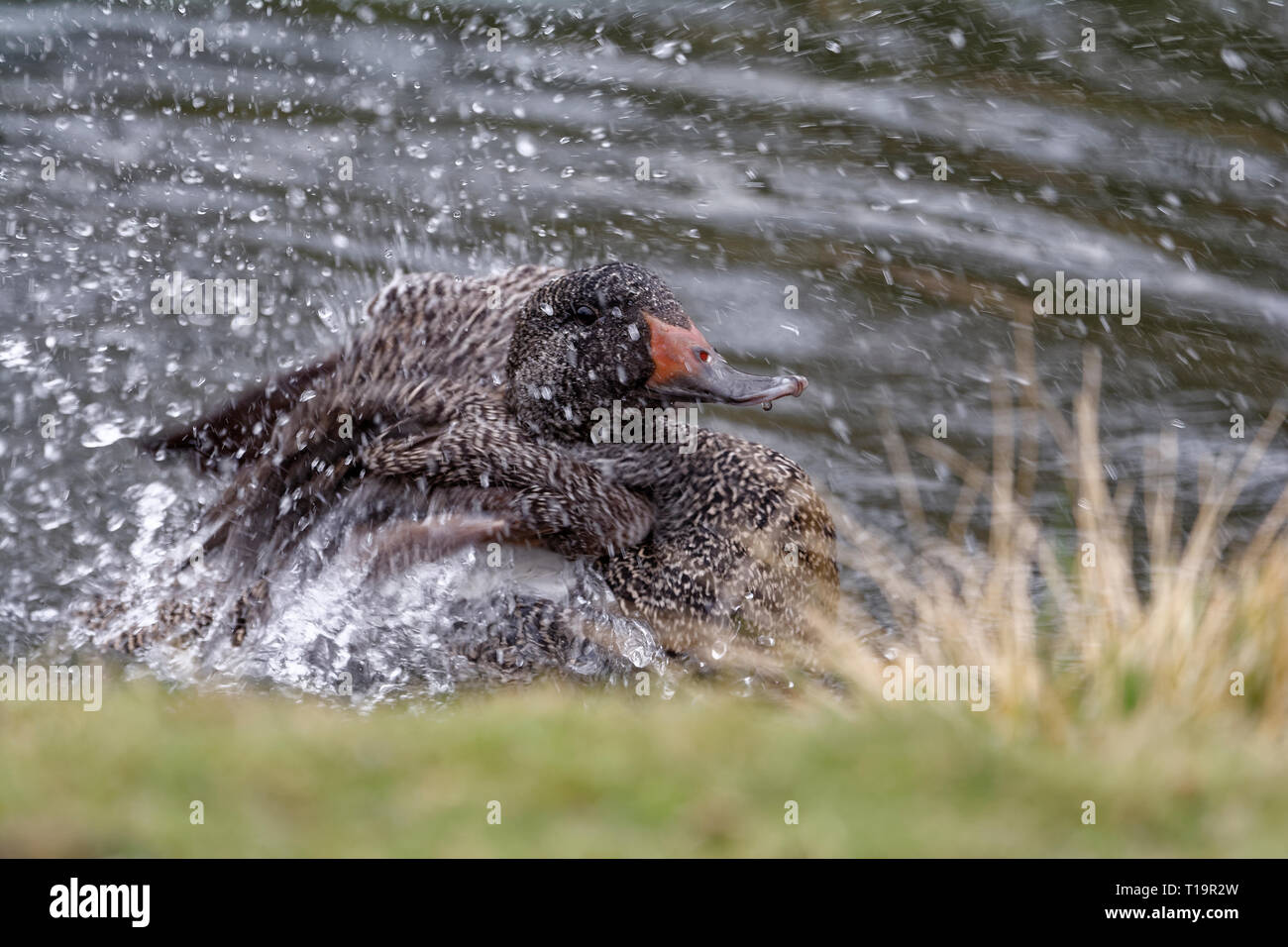 Freckled Duck - Stictonetta naevosa  Splashing in Water Stock Photo