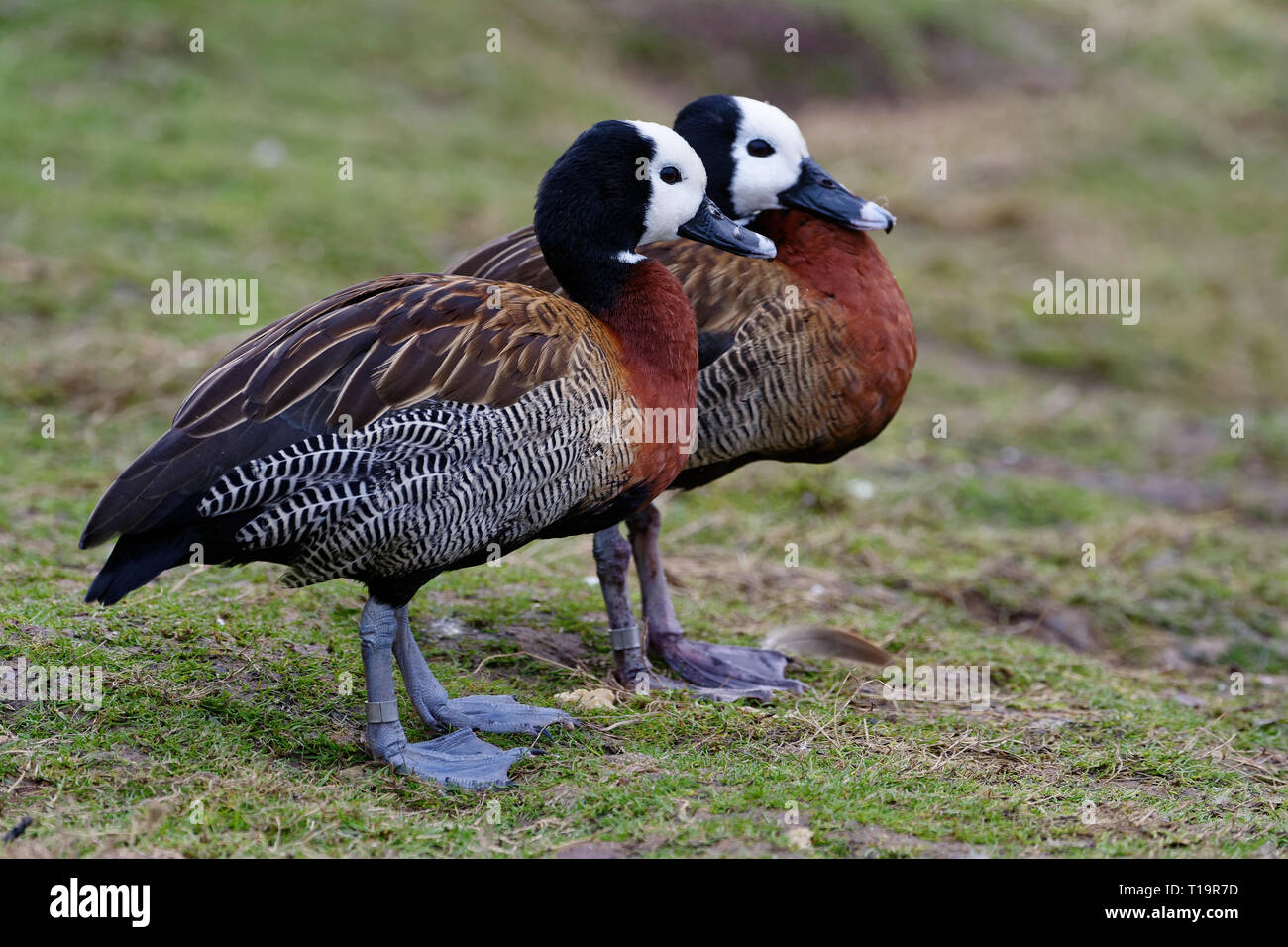 White-faced Whistling-duck - Dendrocygna viduata  Two on grass, from South America & South Africa Stock Photo
