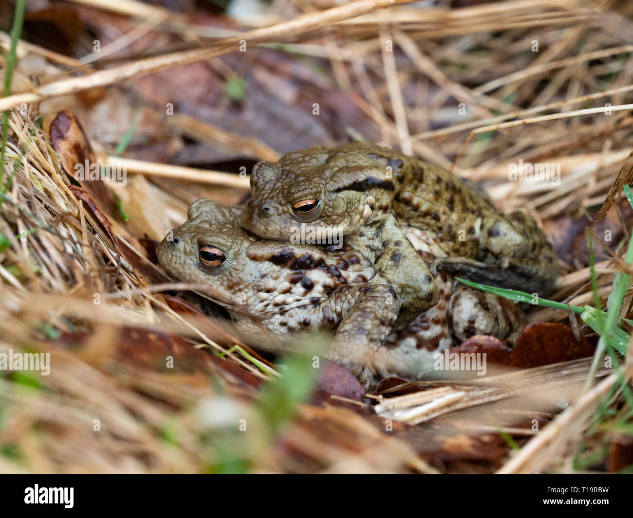 Common Toads in aplexus amongst foilage on a pond side, Scotland, UK Stock Photo