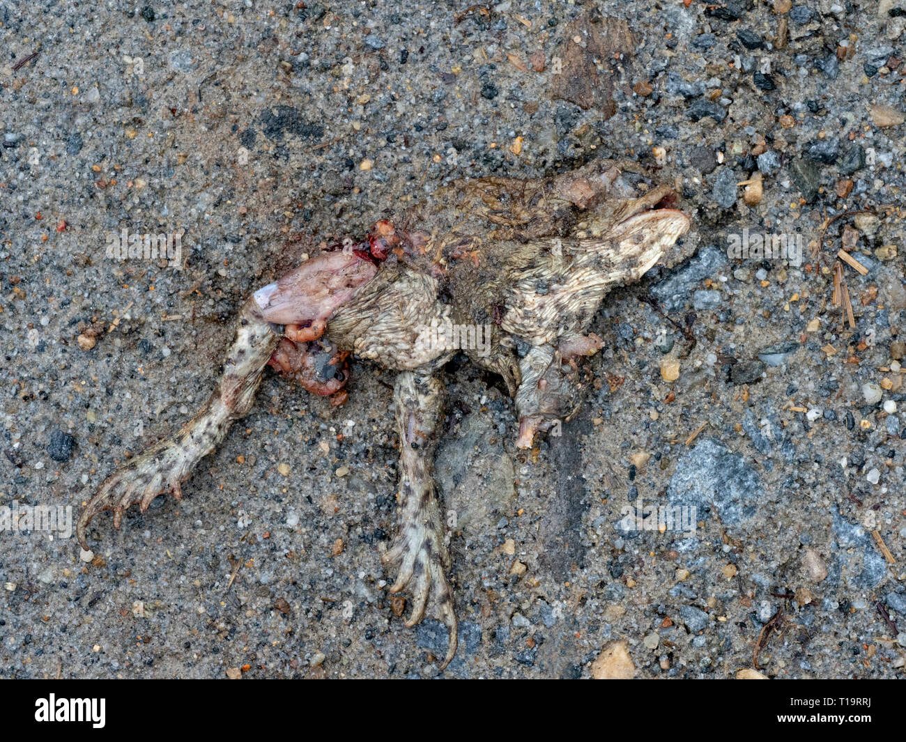 Pair of Common Toads in Aplexus killed on a country lane, UK Stock Photo