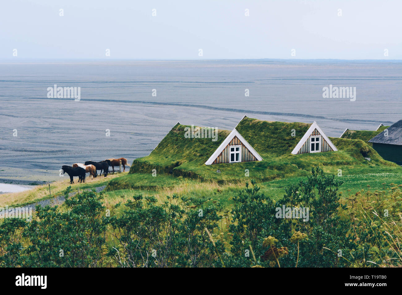 Iceland horses and typical small house in Iceland. Stock Photo