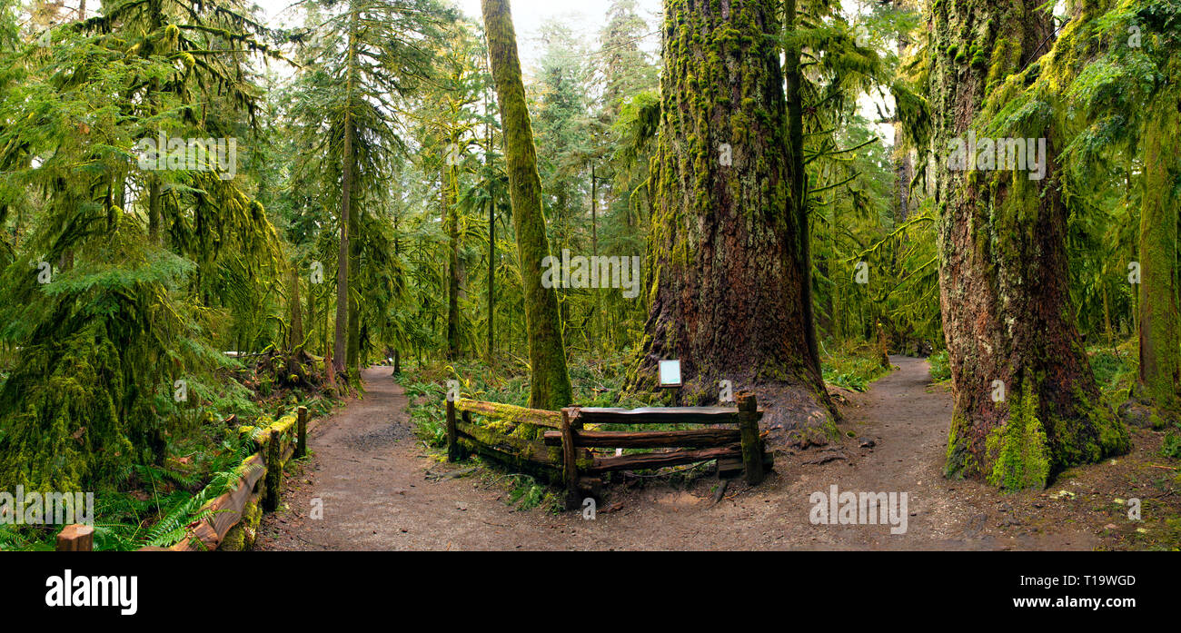 Panoramic view of old growth forest in Cathedral Grove park, a rare and endangered Douglas fir ecosystem on Vancouver Island in BC Stock Photo