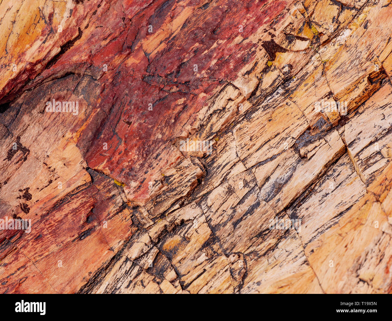 Detail of petrified log. Petrified Forest National Park, Arizona. Stock Photo