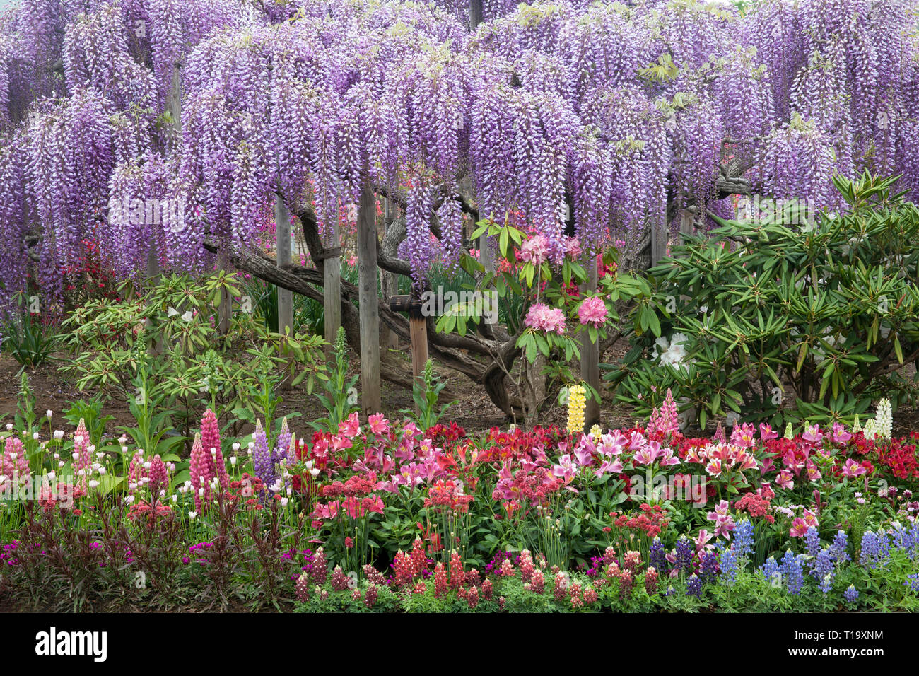 Wisteria and other flowers in full bloom in late spring at Ashikaga Flower Park, Ashikaga, Japan Stock Photo