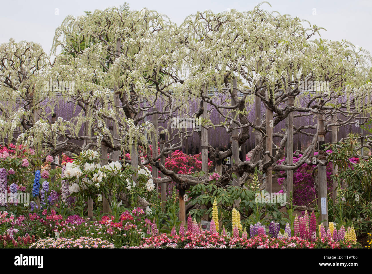 White wisteria 'tree' and other flowers in peak spring bloom at Ashikaga Flower Park in Japan Stock Photo