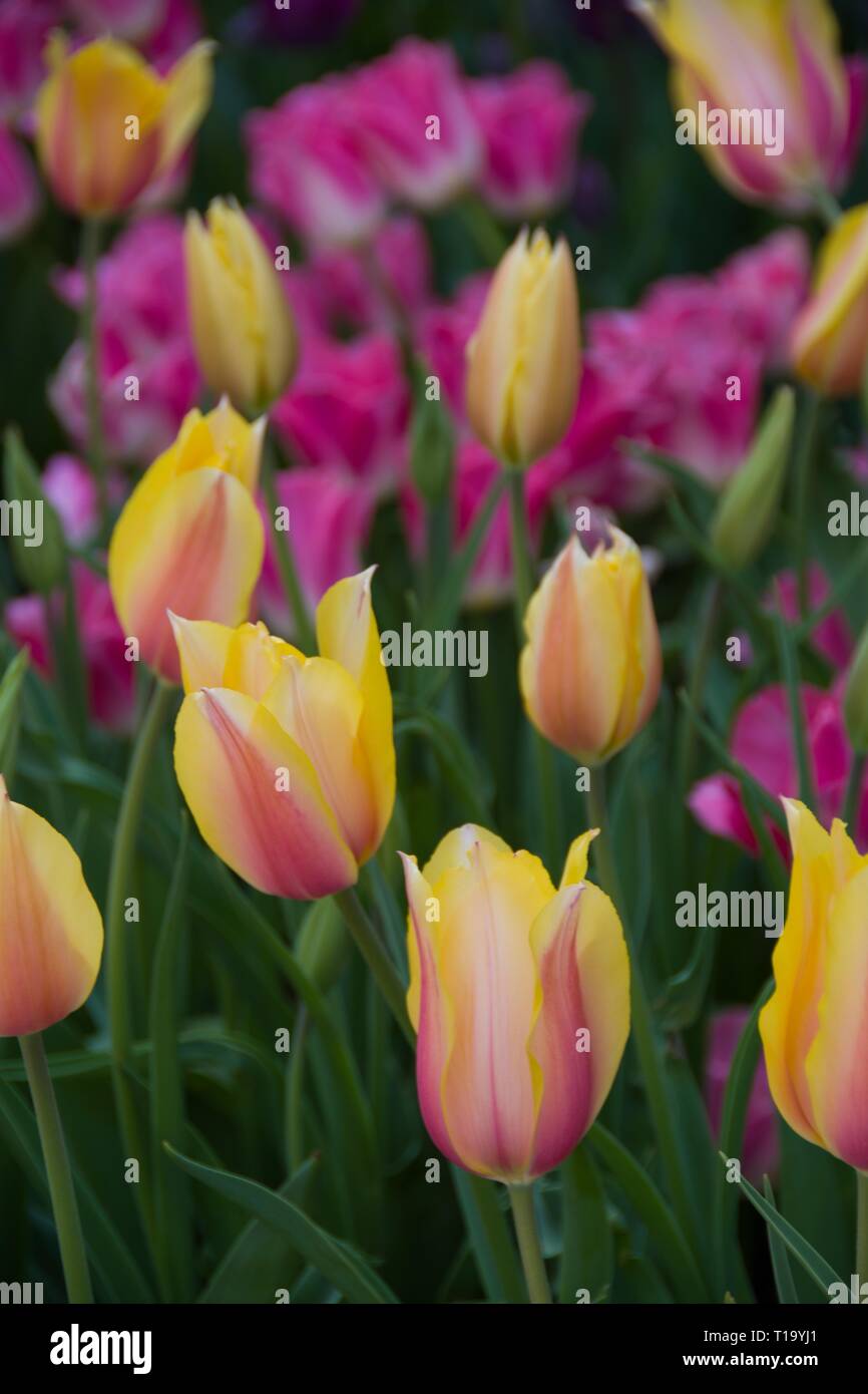 It’s Tulip Mania Time! Closeup of stunning yellow and pink tulips at peak bloom at Descanso Gardens, La Cañada Flintridge, California. March 24, 2019. Stock Photo