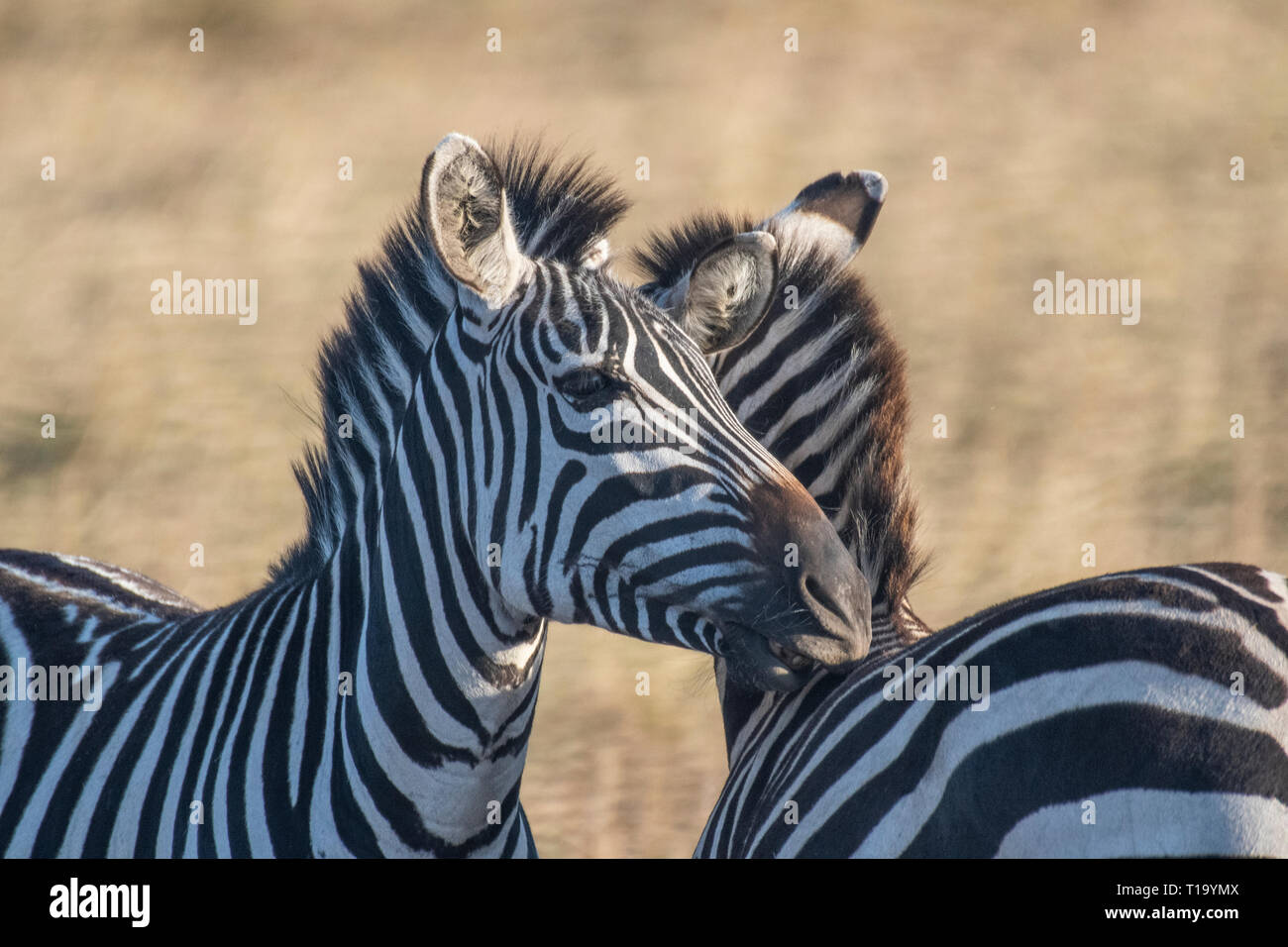 Male and female zebra making love in Maasai Mara triangle during